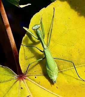 False Garden Mantis - Pseudomantis albofimbriata  Australia,Fall,False garden mantid,Geotagged,Pseudomantis albofimbriata