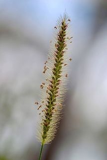 Pretty foxtail grass - Setaria pallide - fusca The identity species sectio does not accept Setaria pallid-fusca Australia,Geotagged,Setaria pallide-fusca,Summer