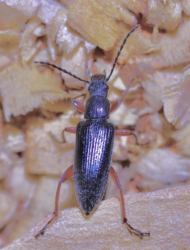 Lepturidea cylindrica  Australia,Geotagged,Lepturidea cylindrica,Spring