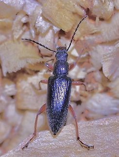 Lepturidea cylindrica  Australia,Geotagged,Lepturidea cylindrica,Spring