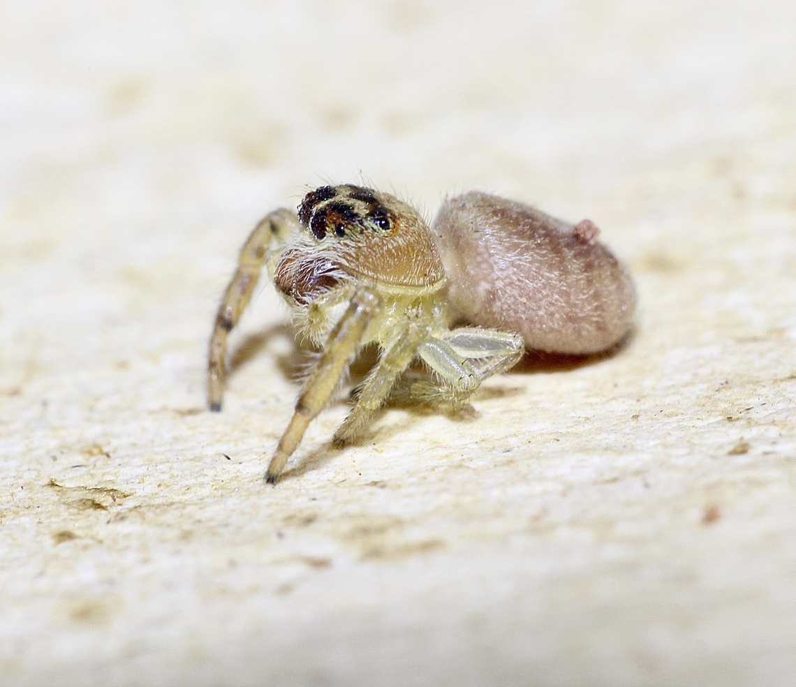 Opisthoncus polyphemus  Australia,Geotagged,Opisthoncus polyphemus,Spring