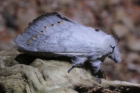Pinara divisa  Australia,Geotagged,Pinara divisa,Spring