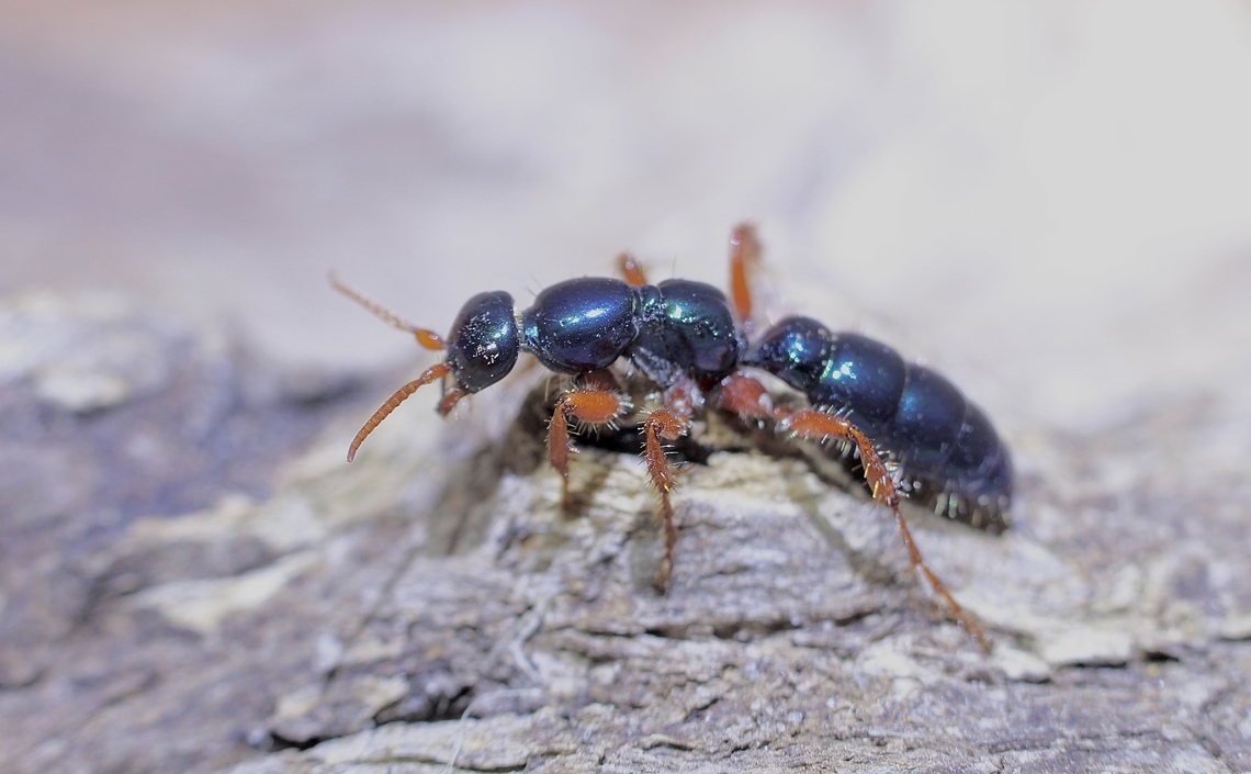 The blue ant - Diamma bicolor  Blue Ant,Diamma bicolor