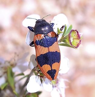 Jewel beetle species - Castiarina carminea Feeding on tea tree flowers. Australia,Castiarina carminea,Geotagged,Spring