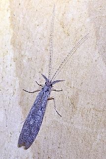 Caddisfly - Genus Triplectides Attracted to UV light. Australia,Geotagged,Spring