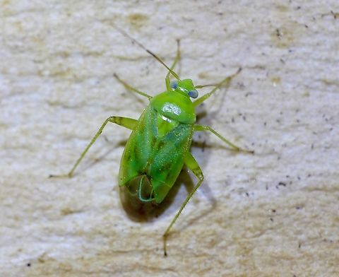 Broken-backed Bug - Taylorilygus apicalis Observed in flower garden. This 3 tom4 mm bug can be found almost anywhere in the world. Australia,Broken-backed Bug,Geotagged,Spring,Taylorilygus apicalis