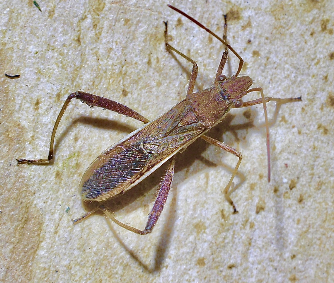 Bean Bug - Melanacanthus margineguttatus  Australia,Bean Bug,Geotagged,Melanacanthus margineguttatus,Spring