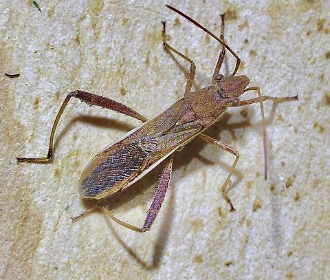 Bean Bug - Melanacanthus margineguttatus  Australia,Bean Bug,Geotagged,Melanacanthus margineguttatus,Spring