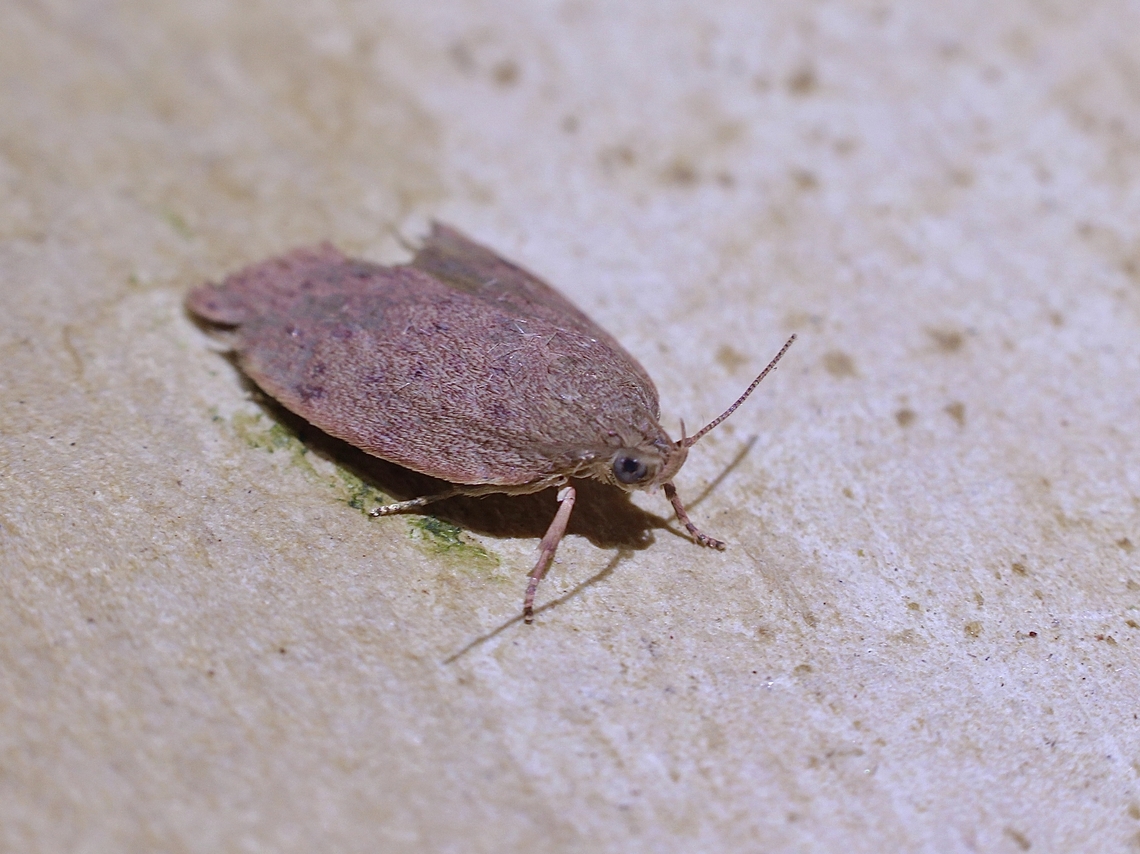 Concealer Moth - Garrha repandula Attracted to UV light  Australia,Garrha repandula,Geotagged,Spring