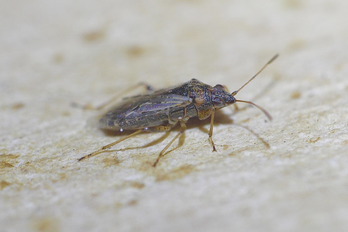 Rutherglen Bug - Nysius vinitor Observed on daisy flowers in garden. Australia,Geotagged,Nysius vinitor,Rutherglen Bug,Spring