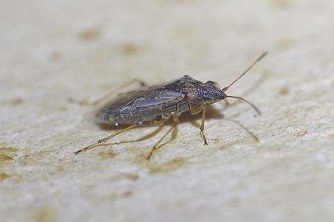 Rutherglen Bug - Nysius vinitor Observed on daisy flowers in garden. Australia,Geotagged,Nysius vinitor,Rutherglen Bug,Spring