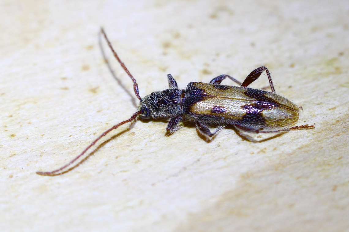 Longhorn beetle - Atesta besti Attracted to UV light. Atesta besti,Australia,Geotagged,Spring