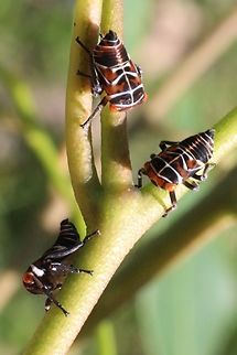 Eurymeloides pulchra  Australia,Eurymeloides pulchra,Fall,Geotagged