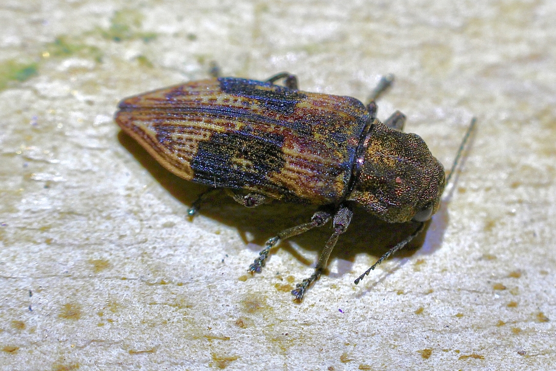 Buprestid beetle - Nascio vetusta Emerging from a beetle borehole in a Eucalyptus regnans in a timber plantation. Nascio vetusta