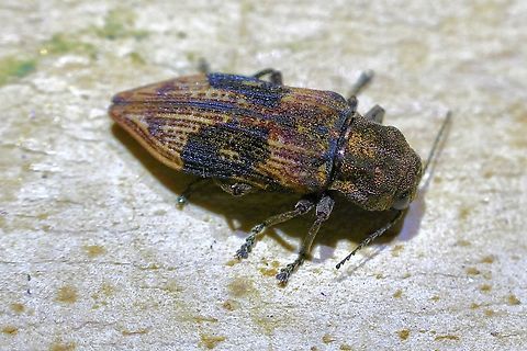 Buprestid beetle - Nascio vetusta Emerging from a beetle borehole in a Eucalyptus regnans in a timber plantation. Nascio vetusta
