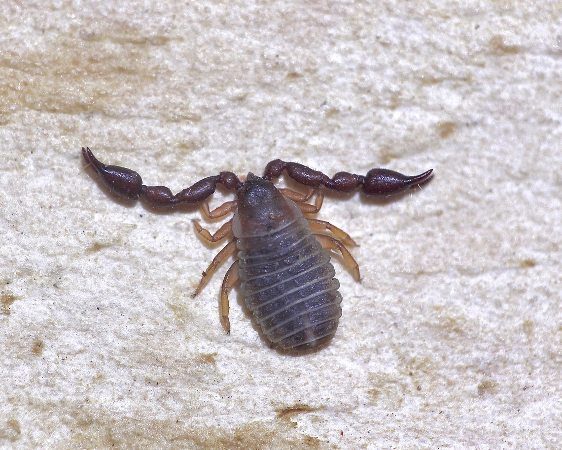 Pseudoscorpion - Conicochernes brevispinosus Observed under bark. Appropriate size 2 - 3 mm.<br />
. Australia,Conicochernes brevispinosus,Geotagged,Spring