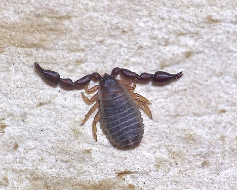 Pseudoscorpion - Conicochernes brevispinosus Observed under bark. Appropriate size 2 - 3 mm.
. Australia,Conicochernes brevispinosus,Geotagged,Spring