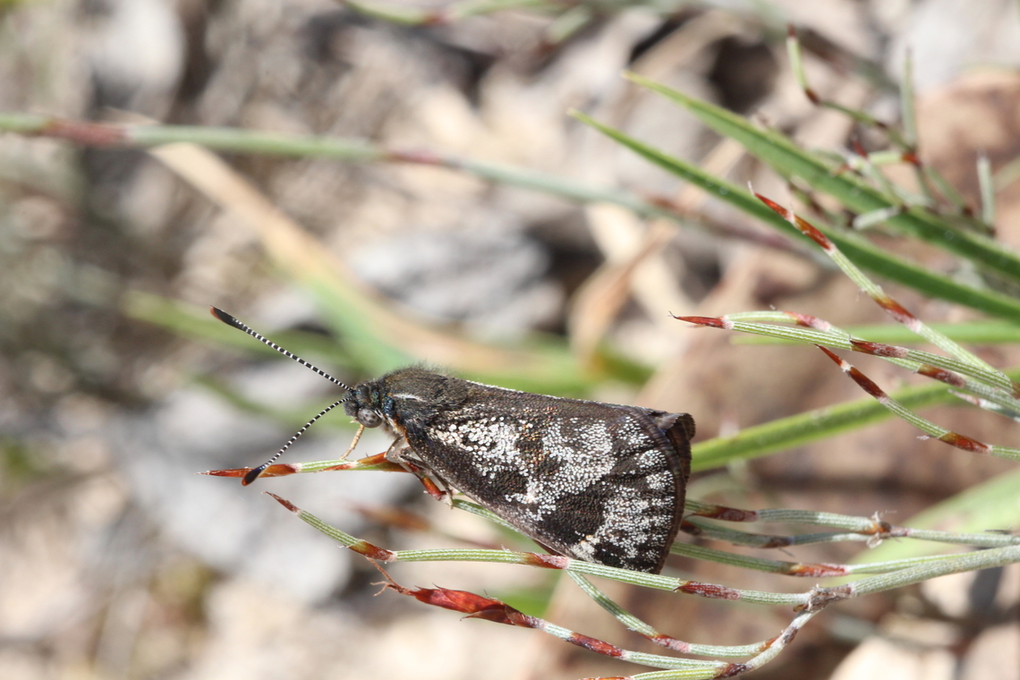 Orange-spotted Sunmoth-Synemon parthenoides  Australia,Geotagged,Orange-spotted Sunmoth,Spring,Synemon parthenoides