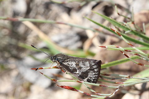 Orange-spotted Sunmoth-Synemon parthenoides  Australia,Geotagged,Orange-spotted Sunmoth,Spring,Synemon parthenoides