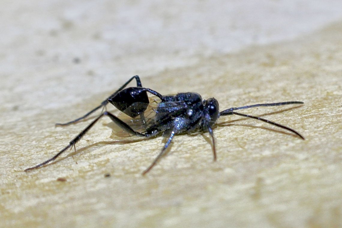 Blue-eyed Ensign Wasp - Evania appendigaster  Australia,Blue-eyed Ensign Wasp,Evania appendigaster,Geotagged,Spring