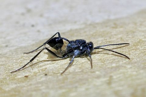 Blue-eyed Ensign Wasp - Evania appendigaster  Australia,Blue-eyed Ensign Wasp,Evania appendigaster,Geotagged,Spring