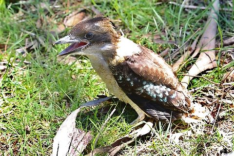Laughing Kookaburra - Dacelo novaeguineae Found this juvenile Kookaburra sitting on a rural road. Obviously vehicle traffic didn&rsquo;t worry it. I moved the little one a few meters away from the road .  Australia,Dacelo novaeguineae,Geotagged,Laughing kookaburra,Spring
