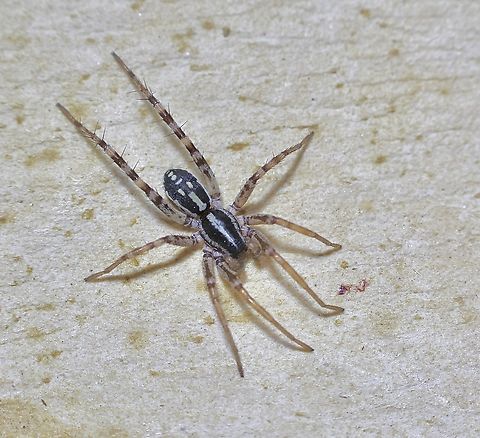 Spotted Ground Swift Spider - Nyssus coloripes  Australia,Geotagged,Nyssus coloripes,Spotted Ground Swift Spider,Spring