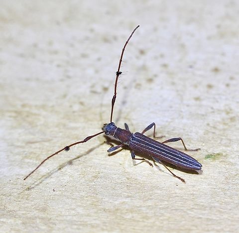 Longhorn beetle species - Tropis exilis Observed feeding on Leptospermum flowers. Australia,Geotagged,Spring,Tropis exilis