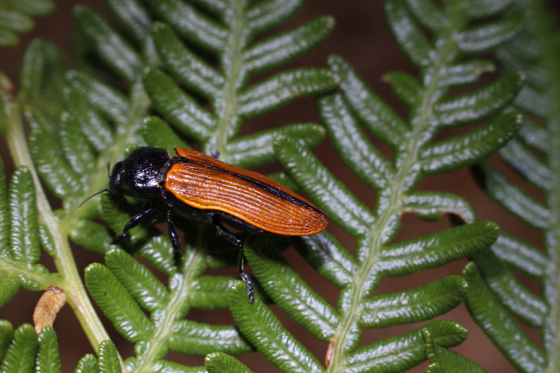 Jewel beetle - Castiarina rufipennis  Australia,Castiarina rufipennis,Geotagged,Spring
