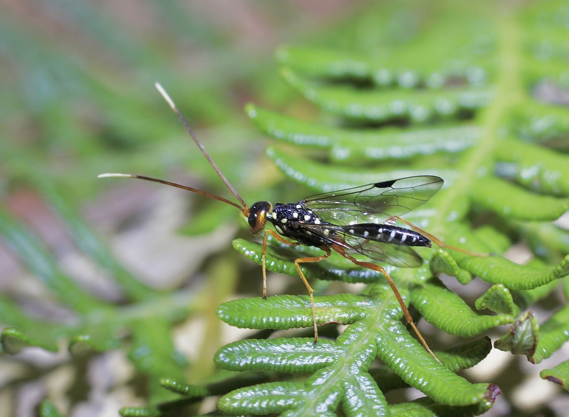 Pristaulacus ornatus  Geotagged,Pristaulacus ornatus,Spring