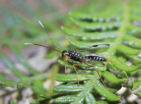 Pristaulacus ornatus  Geotagged,Pristaulacus ornatus,Spring