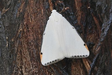 Snowy Footman - Termessa nivosa  Australia,Geotagged,Spring,Termessa nivosa