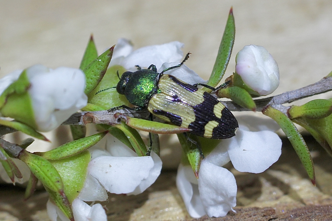 Jewel beetle - Castiarina flavopicta  Castiarina flavopicta
