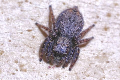 Hoary Servaea - Servaea incana  Servaea incana