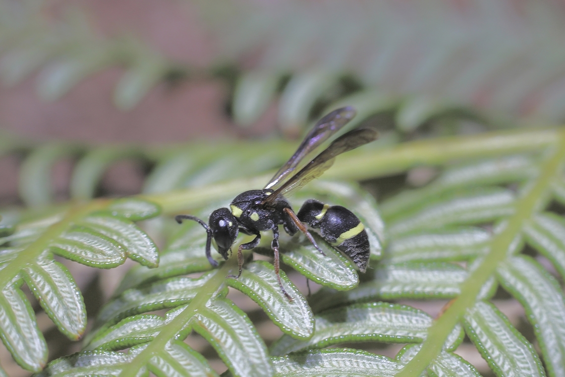 Wasp species - Paralastor laetus  Paralastor laetus