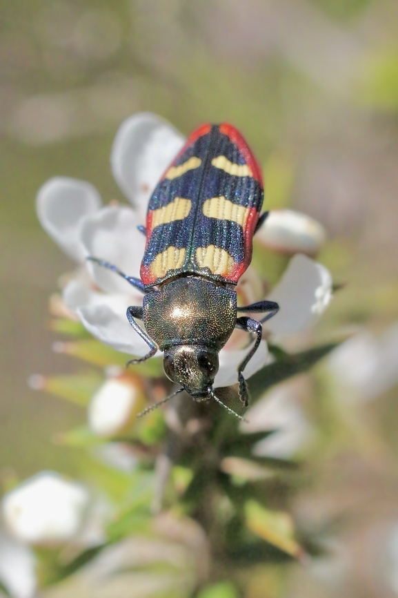 Jewel beetle species - Castiarina sexplagiata  Australia,Castiarina sexplagiata,Geotagged,Spring