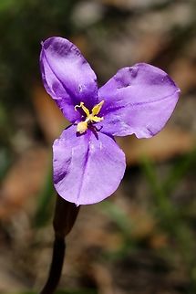 Purple flag - Patersonia occidentalis  Australia,Geotagged,Patersonia occidentalis,Purple Flag,Spring