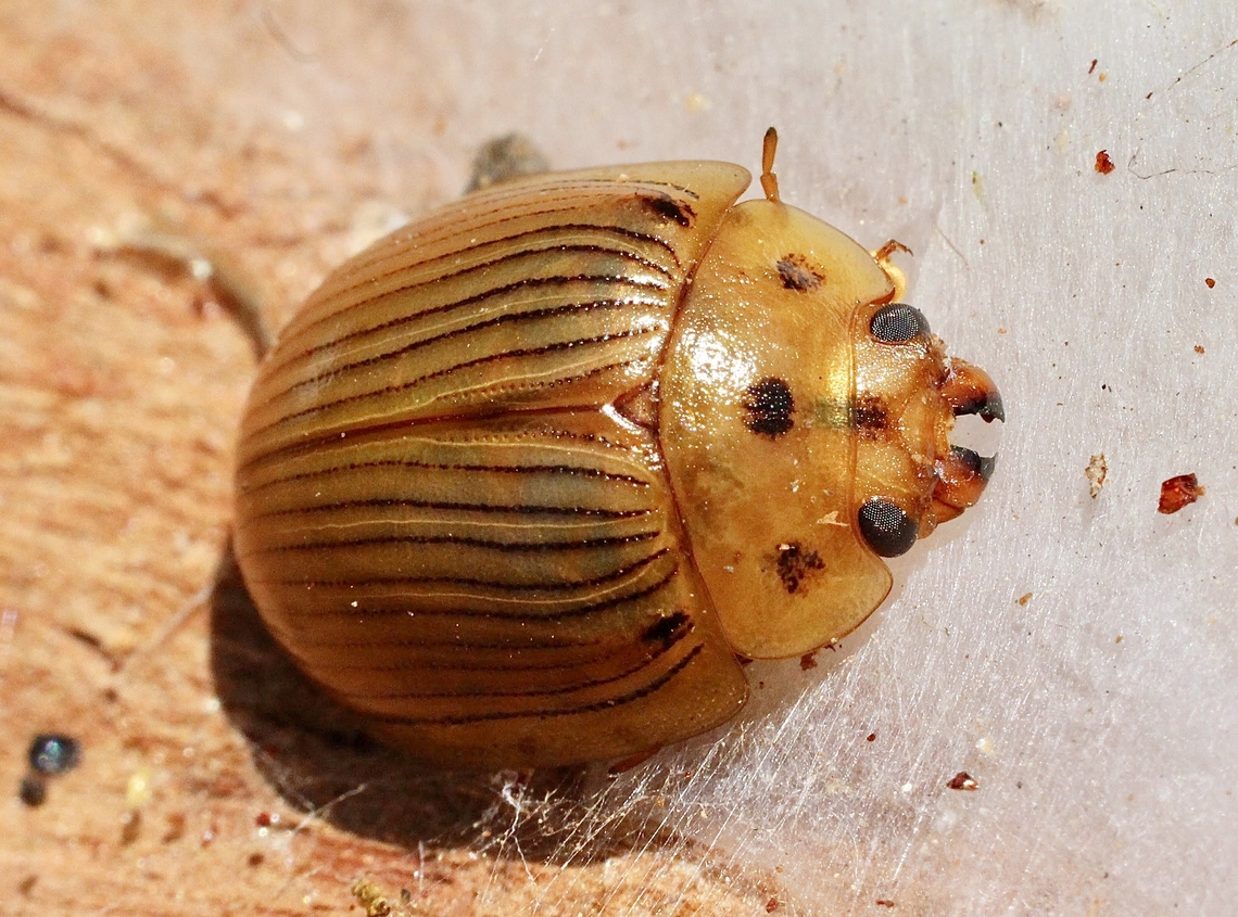 Paropsisterna intacta Observed under eucalyptus tree bark. Australia,Geotagged,Paropsisterna intacta,Spring