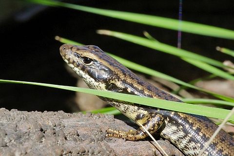 Eastern Water Skink - Eulamprus quoyii  Australia,Eastern Water Skink,Eulamprus quoyii,Geotagged,Winter