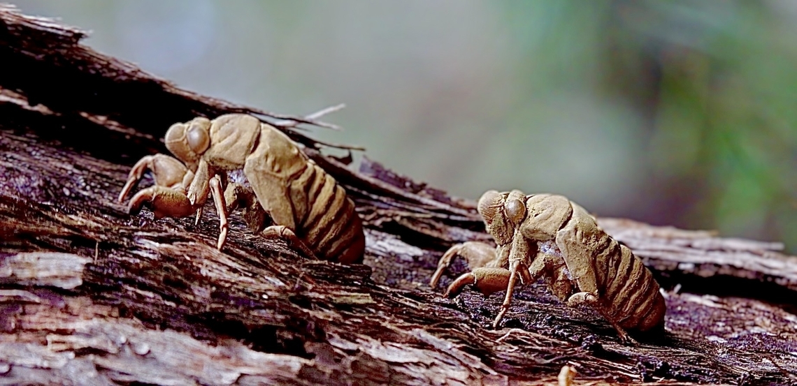 Cicada exoskeletons  ( unidentified species)  Australia,Geotagged,Winter