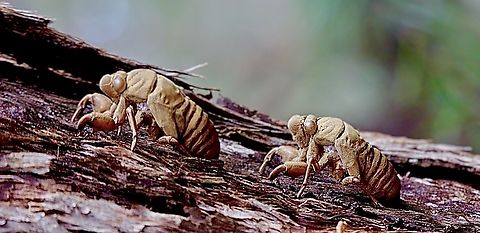 Cicada exoskeletons  ( unidentified species)  Australia,Geotagged,Winter