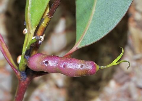 Eucalyptus Stem Gall Wasp - Leptocybe invasa Observed on eucalyptus trees branch. Australia,Geotagged,Leptocybe invasa,Spring