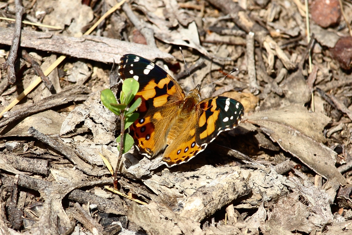 Australian painted lady - Vanessa kershawi  Australian painted lady,Vanessa (Cynthia) kershawi