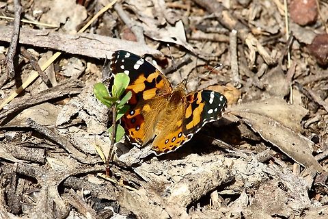 Australian painted lady - Vanessa kershawi  Australian painted lady,Vanessa (Cynthia) kershawi