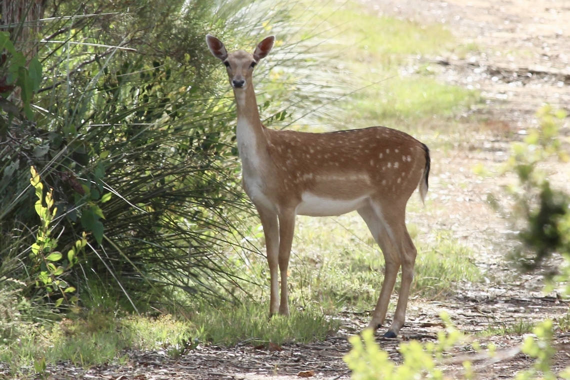 European Fallow Deer - Dama dama The feral deer population in South Australia is currently estimated to be around 40,000. This population is primarily composed of fallow deer, which are considered one of the worst emerging pests in the region.<br />
 pir.sa.gov.au invasives.org.au Australia,Dama dama,Fallow Deer,Geotagged,Spring