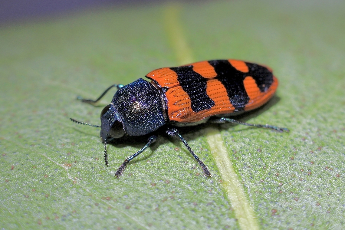 Jewel beetle species - Castiarina crenata  Australia,Castiarina crenata,Geotagged,Spring