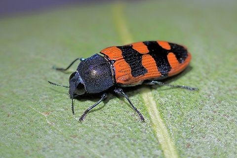 Jewel beetle species - Castiarina crenata  Australia,Castiarina crenata,Geotagged,Spring