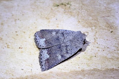 Owlet Moth - Pantydia sparsa Attracted to UV light. Australia,Geotagged,Pantydia sparsa,Spring