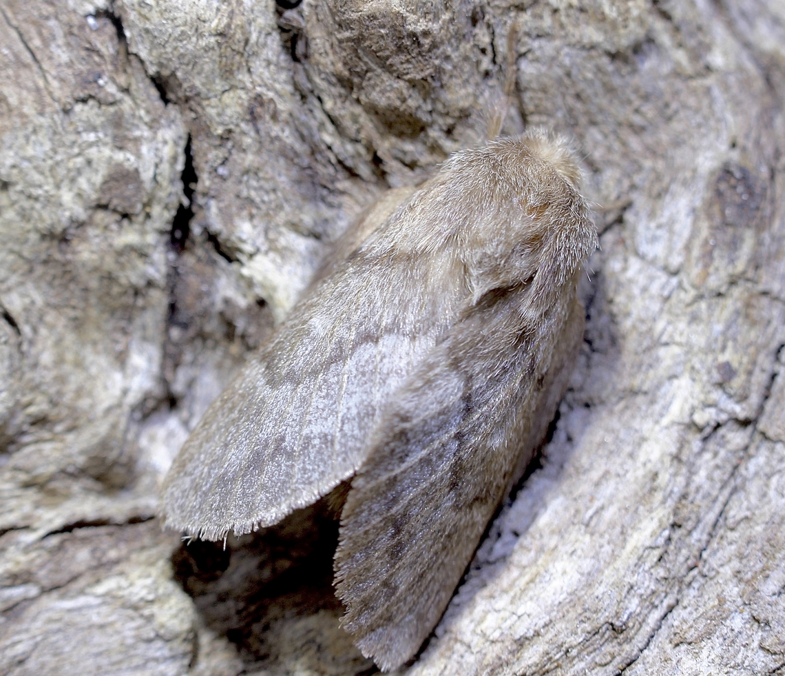 She-oak moth - Pernattia pusilla Attracted to UV light. Australia,Geotagged,Pernattia pusilla,She-oak moth,Spring