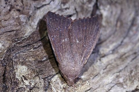 Lapped moth species - Pararguda crenulata Attracted to UV light. Australia,Geotagged,Pararguda crenulata,Spring